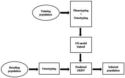 Genomic Selection in the Era of Next Generation Sequencing for Complex Traits in Plant Breeding